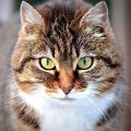 Katze: Gesicht verrät App 'Tably', ob das Tier Schmerzen hat (Foto: Ben Kerckx, pixabay.com) 
