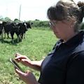 Kate Hoare bei der Erfassung von Rindern auf der Weide (Foto: herdwatch.co.uk)