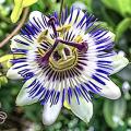Passionsblume: Eingewanderter Schmetterling gefährdet diese Art (Foto: Peter H, pixabay.com)